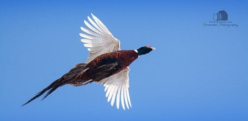 Hunting in The Snow in The Heart of Europe (Slovakia &ndash;Veľk&yacute; Grob)