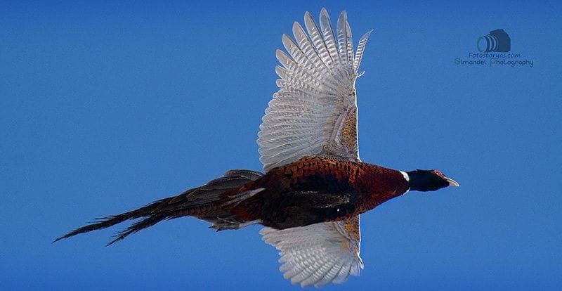 Hunting in The Snow in The Heart of Europe (Slovakia &ndash;Veľk&yacute; Grob)