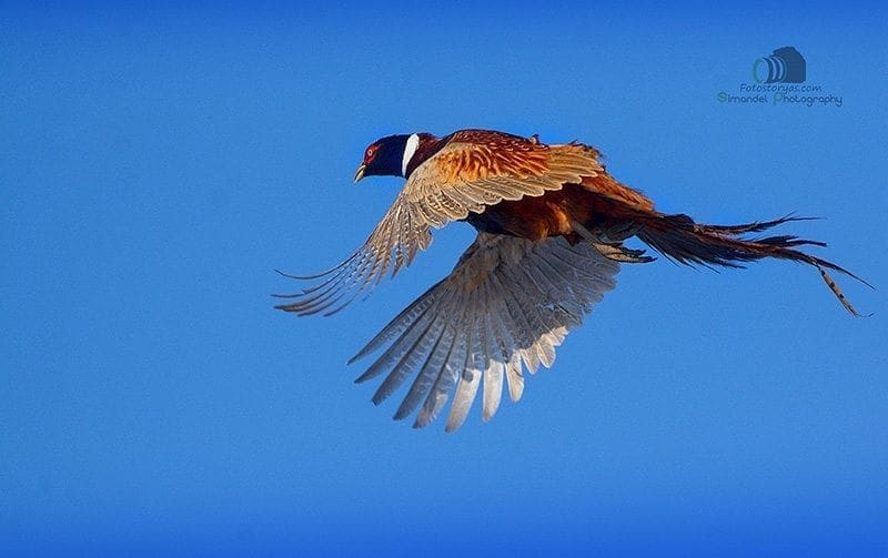 Hunting in The Snow in The Heart of Europe (Slovakia &ndash;Veľk&yacute; Grob)