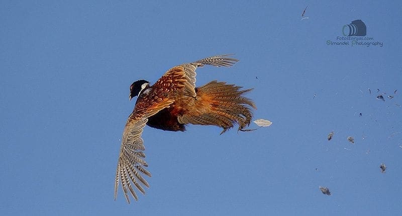 Hunting in The Snow in The Heart of Europe (Slovakia &ndash;Veľk&yacute; Grob)