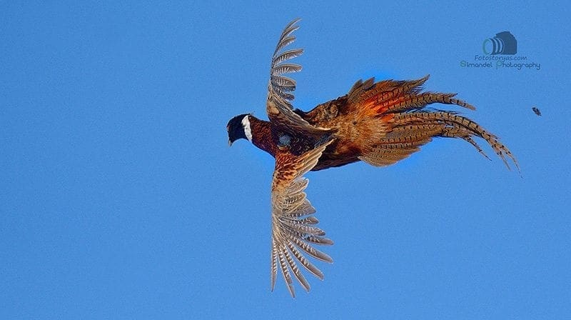 Hunting in The Snow in The Heart of Europe (Slovakia &ndash;Veľk&yacute; Grob)