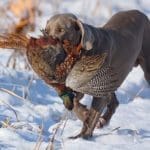 VelkyGrob_Slovakia_hunting_24