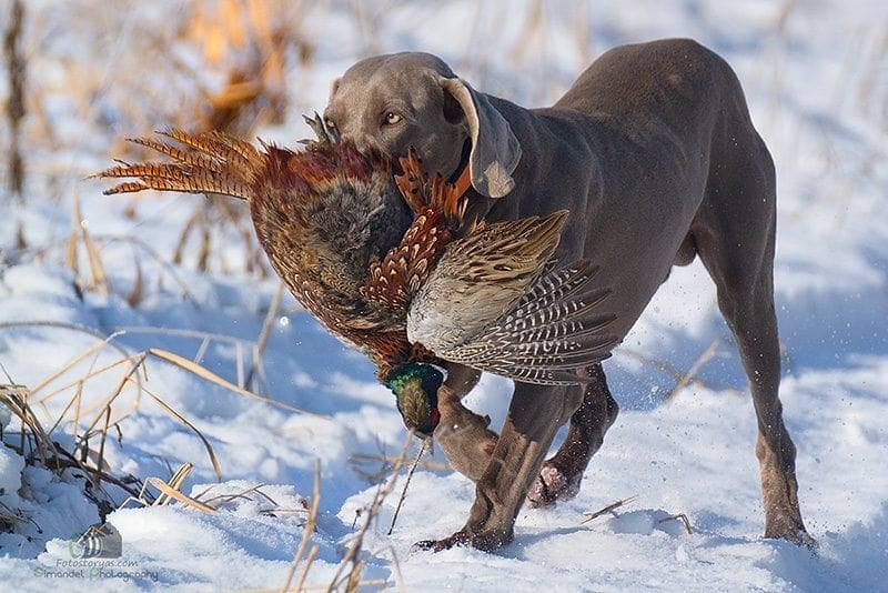 Hunting in The Snow in The Heart of Europe (Slovakia &ndash;Veľk&yacute; Grob)