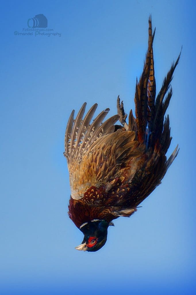 Hunting in The Snow in The Heart of Europe (Slovakia &ndash;Veľk&yacute; Grob)