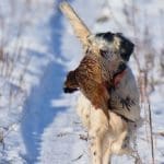 VelkyGrob_Slovakia_hunting_26