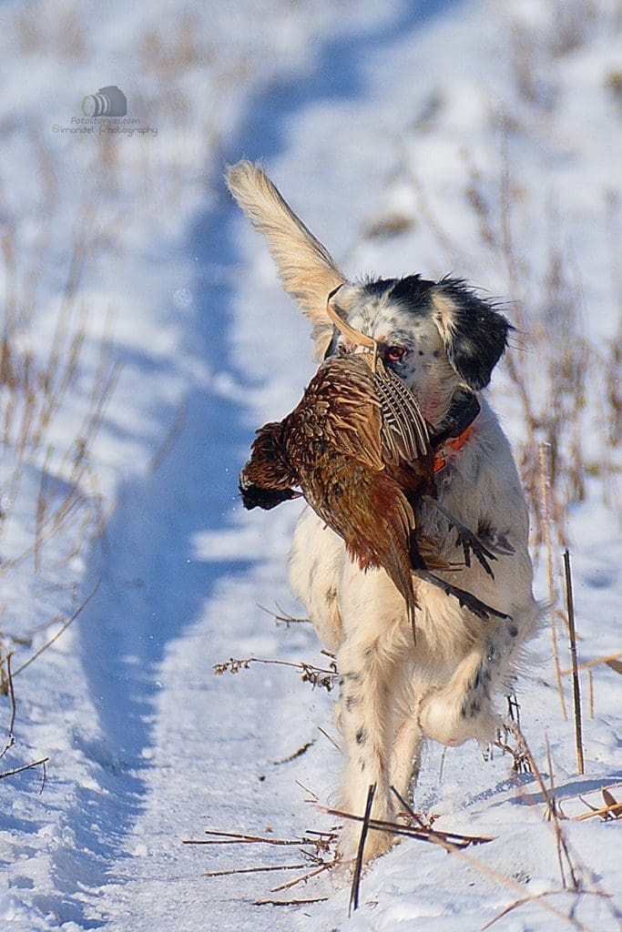 Hunting in The Snow in The Heart of Europe (Slovakia &ndash;Veľk&yacute; Grob)