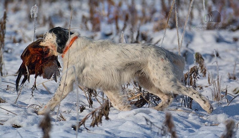 Hunting in The Snow in The Heart of Europe (Slovakia &ndash;Veľk&yacute; Grob)