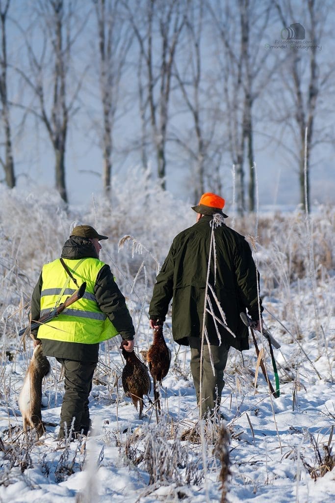 Hunting in The Snow in The Heart of Europe (Slovakia &ndash;Veľk&yacute; Grob)