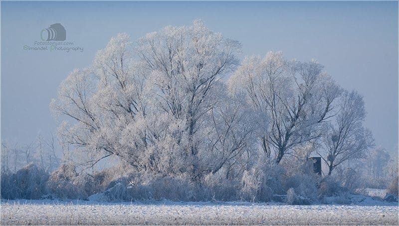 Hunting in The Snow in The Heart of Europe (Slovakia &ndash;Veľk&yacute; Grob)