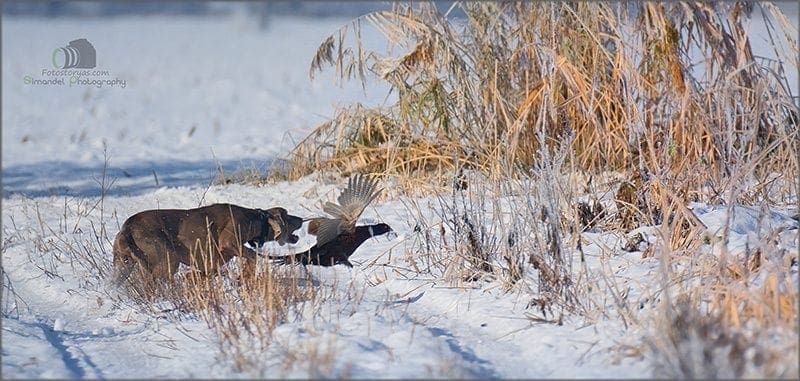 Hunting in The Snow in The Heart of Europe (Slovakia &ndash;Veľk&yacute; Grob)