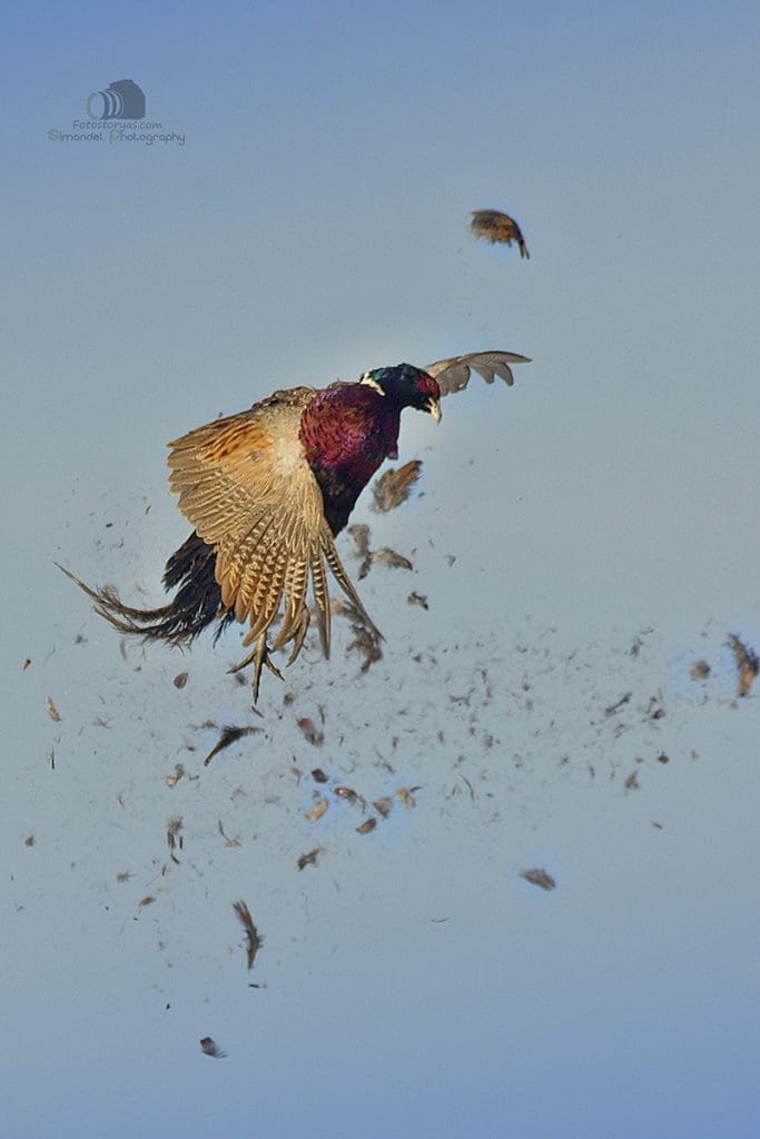 Hunting in The Snow in The Heart of Europe (Slovakia &ndash;Veľk&yacute; Grob)