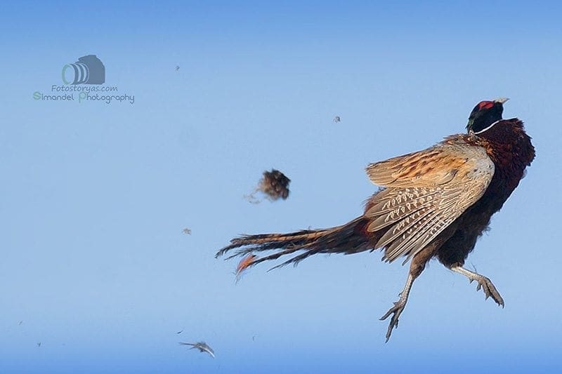 Hunting in The Snow in The Heart of Europe (Slovakia &ndash;Veľk&yacute; Grob)