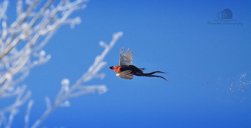 Hunting in The Snow in The Heart of Europe (Slovakia &ndash;Veľk&yacute; Grob)