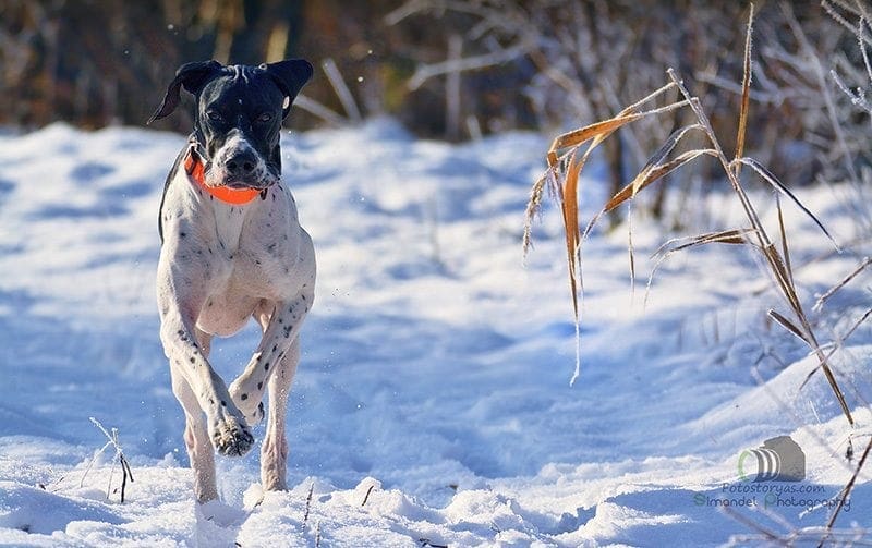 Hunting in The Snow in The Heart of Europe (Slovakia &ndash;Veľk&yacute; Grob)