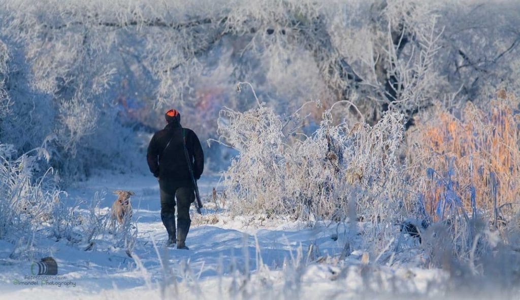 Hunting in The Snow in The Heart of Europe (Slovakia –Veľký Grob) Hunting in The Snow in The Heart of Europe (Slovakia –Veľký Grob)