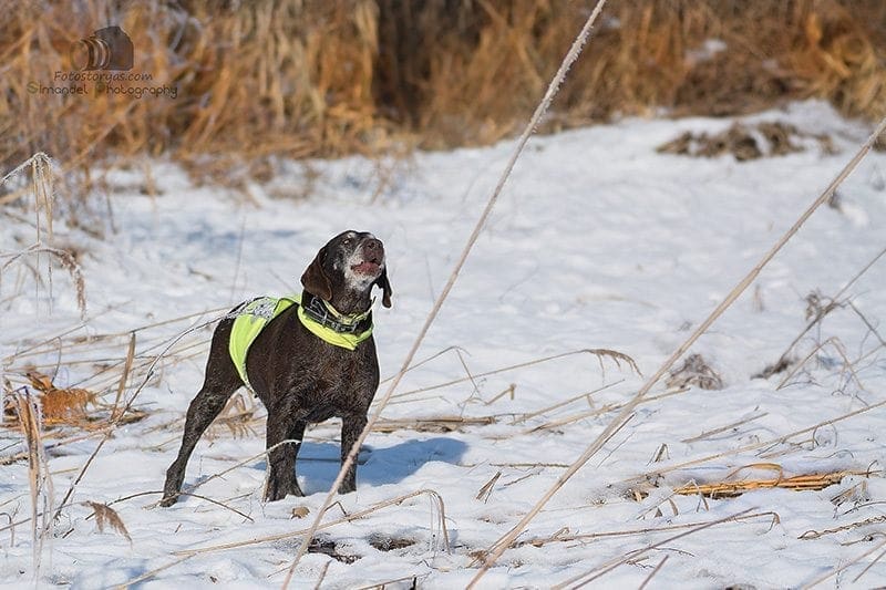 Hunting in The Snow in The Heart of Europe (Slovakia &ndash;Veľk&yacute; Grob)