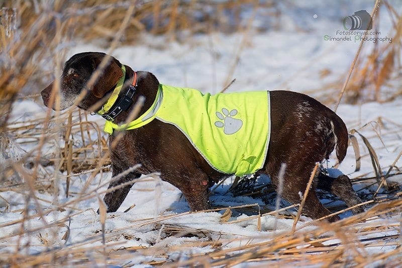 Hunting in The Snow in The Heart of Europe (Slovakia &ndash;Veľk&yacute; Grob)