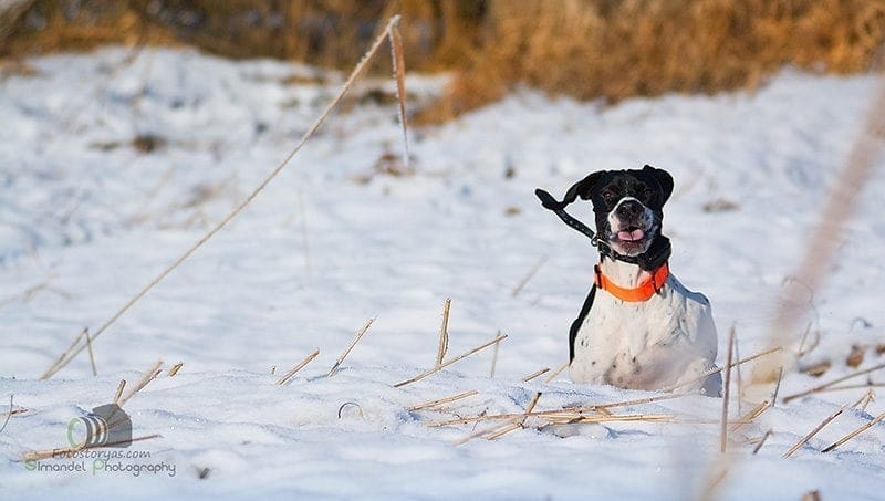 Hunting in The Snow in The Heart of Europe (Slovakia &ndash;Veľk&yacute; Grob)