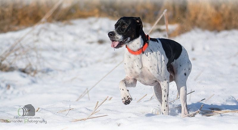 Hunting in The Snow in The Heart of Europe (Slovakia &ndash;Veľk&yacute; Grob)