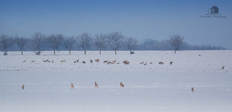 Hunting in The Snow in The Heart of Europe (Slovakia &ndash;Veľk&yacute; Grob)