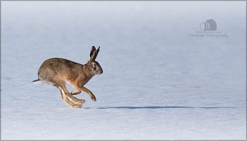 Hunting in The Snow in The Heart of Europe (Slovakia &ndash;Veľk&yacute; Grob)