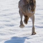 VelkyGrob_Slovakia_hunting_54