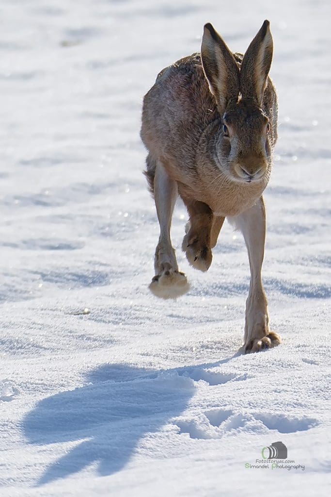Hunting in The Snow in The Heart of Europe (Slovakia &ndash;Veľk&yacute; Grob)