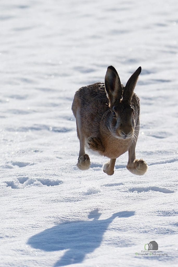 Hunting in The Snow in The Heart of Europe (Slovakia &ndash;Veľk&yacute; Grob)