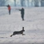 VelkyGrob_Slovakia_hunting_56