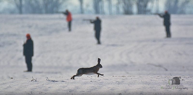 Hunting in The Snow in The Heart of Europe (Slovakia &ndash;Veľk&yacute; Grob)