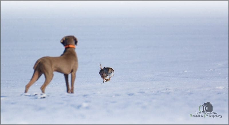 Hunting in The Snow in The Heart of Europe (Slovakia &ndash;Veľk&yacute; Grob)