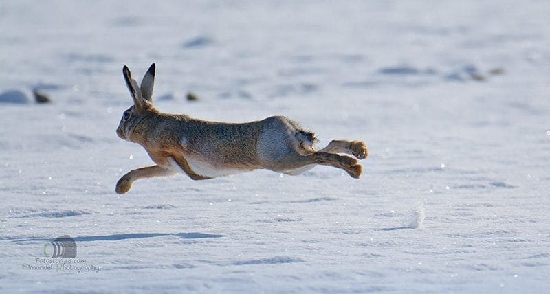 Hunting in The Snow in The Heart of Europe (Slovakia &ndash;Veľk&yacute; Grob)