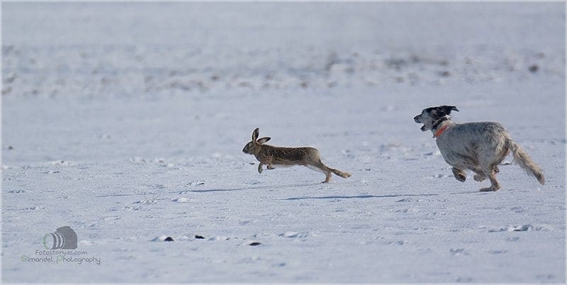 Hunting in The Snow in The Heart of Europe (Slovakia &ndash;Veľk&yacute; Grob)