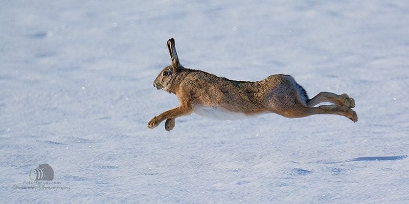 Hunting in The Snow in The Heart of Europe (Slovakia &ndash;Veľk&yacute; Grob)
