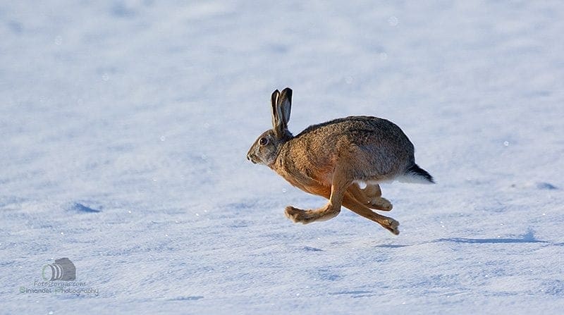 Hunting in The Snow in The Heart of Europe (Slovakia &ndash;Veľk&yacute; Grob)