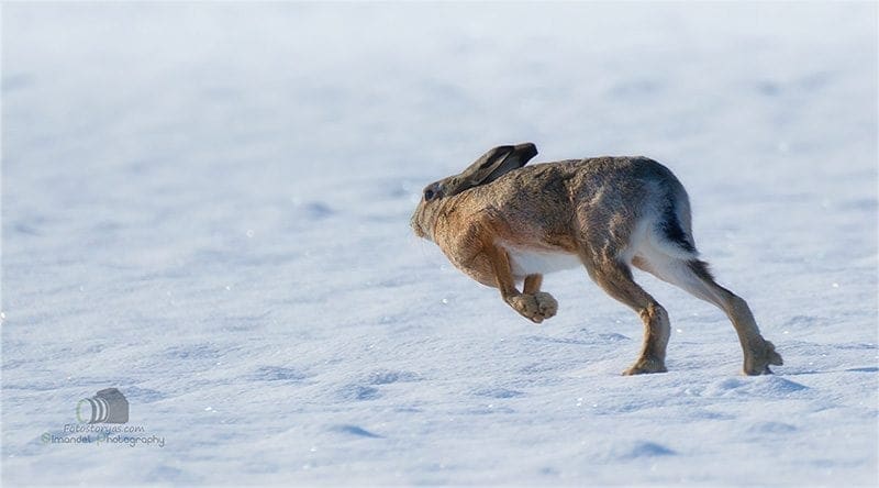 Hunting in The Snow in The Heart of Europe (Slovakia &ndash;Veľk&yacute; Grob)