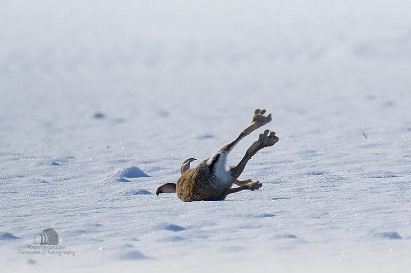 Hunting in The Snow in The Heart of Europe (Slovakia &ndash;Veľk&yacute; Grob)