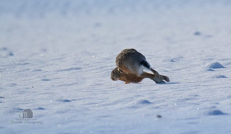 Hunting in The Snow in The Heart of Europe (Slovakia &ndash;Veľk&yacute; Grob)