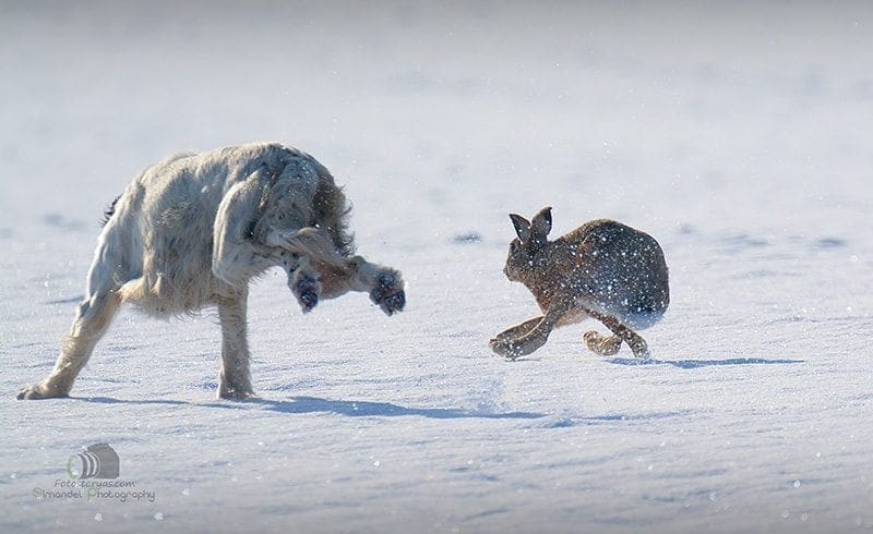 Hunting in The Snow in The Heart of Europe (Slovakia &ndash;Veľk&yacute; Grob)