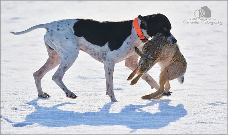 Hunting in The Snow in The Heart of Europe (Slovakia &ndash;Veľk&yacute; Grob)