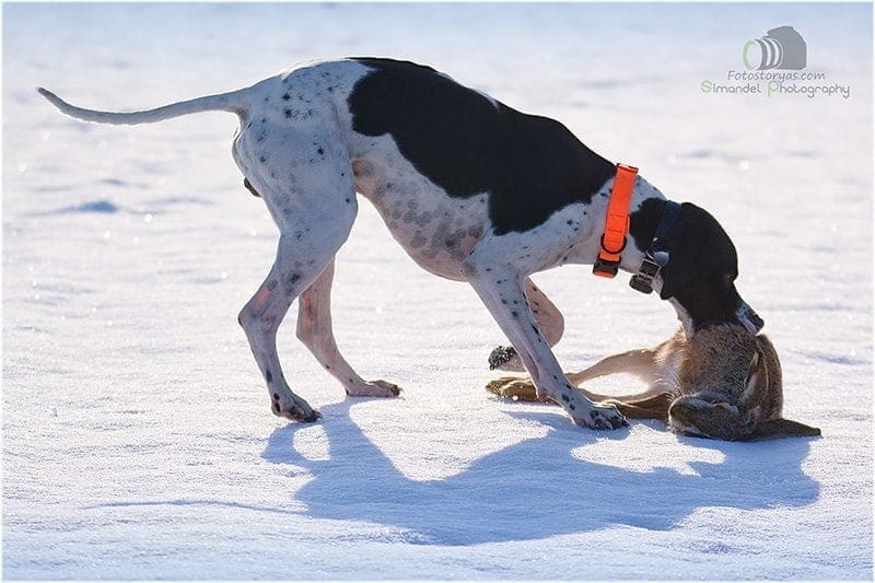 Hunting in The Snow in The Heart of Europe (Slovakia &ndash;Veľk&yacute; Grob)