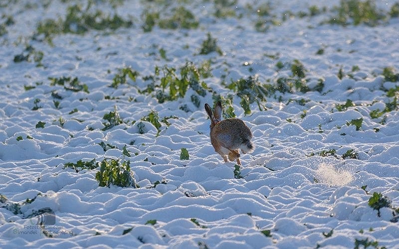 Hunting in The Snow in The Heart of Europe (Slovakia &ndash;Veľk&yacute; Grob)