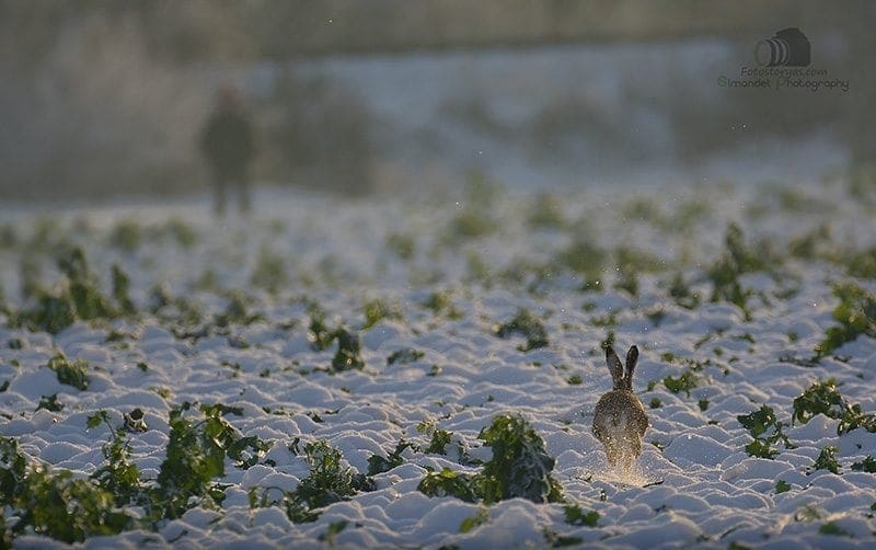 Hunting in The Snow in The Heart of Europe (Slovakia &ndash;Veľk&yacute; Grob)