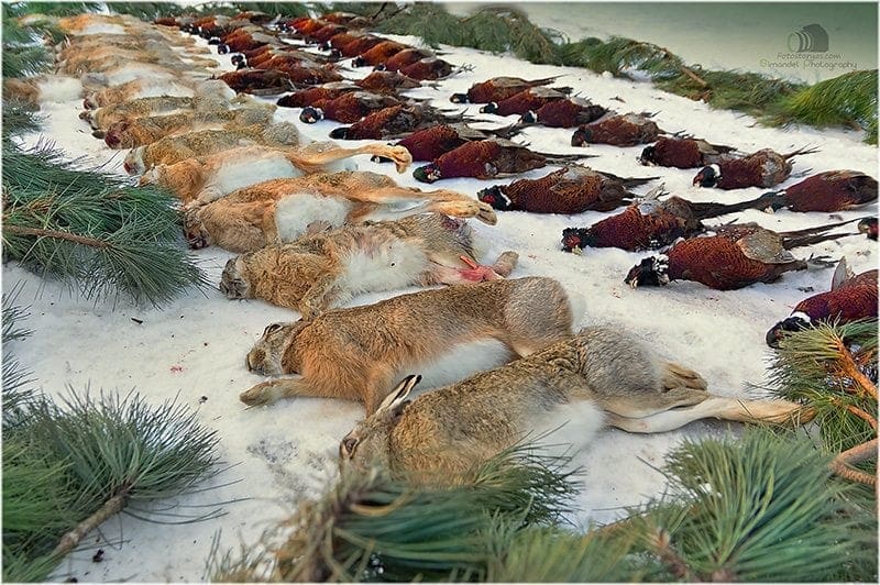 Hunting in The Snow in The Heart of Europe (Slovakia &ndash;Veľk&yacute; Grob)
