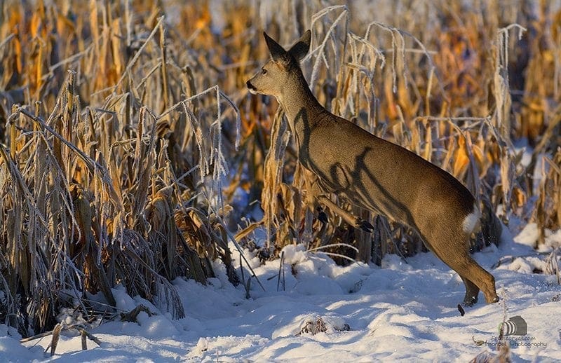 Hunting in The Snow in The Heart of Europe (Slovakia &ndash;Veľk&yacute; Grob)