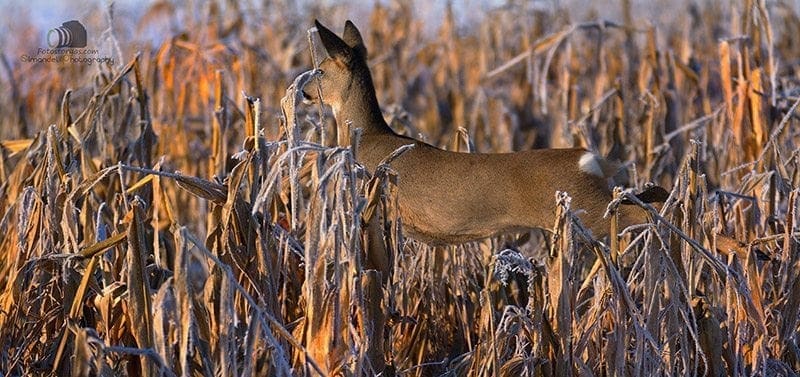 Hunting in The Snow in The Heart of Europe (Slovakia &ndash;Veľk&yacute; Grob)