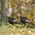 Why Buy A Turkey Blind for Hunting