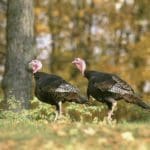 Why Buy A Turkey Blind for Hunting