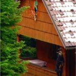 Hunting Chamois