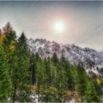 Hunting Chamois